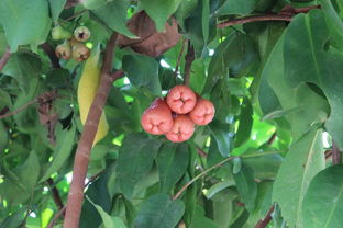 寮國(guó)三千里歡歌笑語(yǔ),老驥伏櫪,老中青三代老撾十二日行 川壙,萬榮,瑯勃拉邦