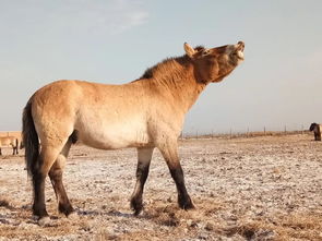 老驥伏櫪 志在千里 野馬野放前夕隨想