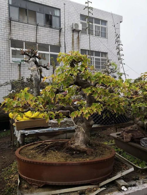 老驥伏櫪寫春秋