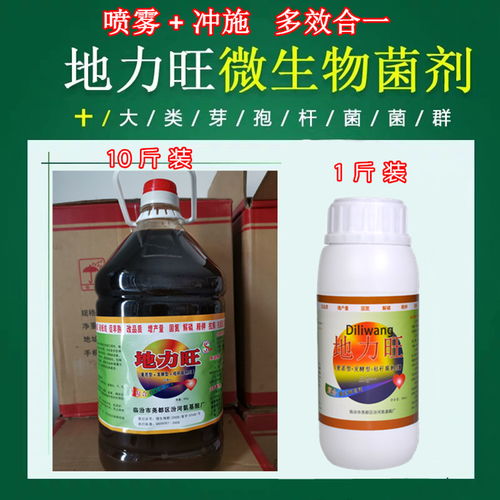 【目前治療藥材根腐病軟腐病青枯立克惡霉靈噴霧加灌根】- 